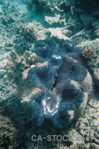Reef coral blue shell underwater.