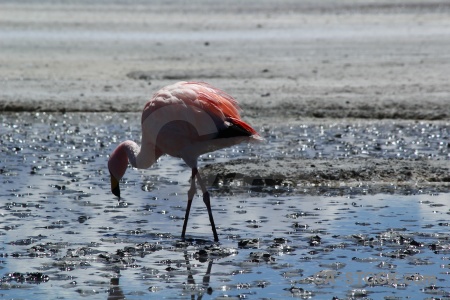 Reflection lake animal flamingo altitude.
