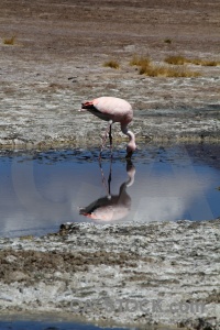 Reflection lake south america bird bolivia.