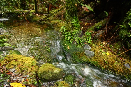 River fern south island stream plant.