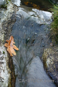 River leaf water.