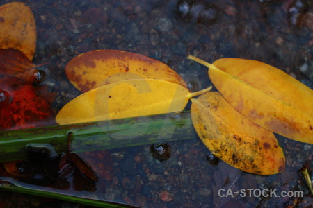 River yellow leaf water orange.