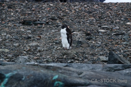 Rock adelie antarctic peninsula penguin antarctica.