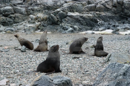 Rock animal south pole marguerite bay seal.