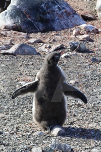 Rock animal stone penguin antarctica.