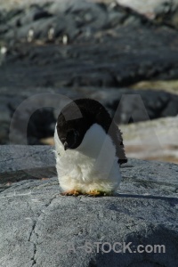 Rock antarctic peninsula animal adelie petermann island.