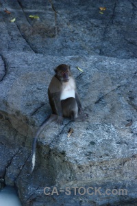 Rock asia ko phi don monkey island.