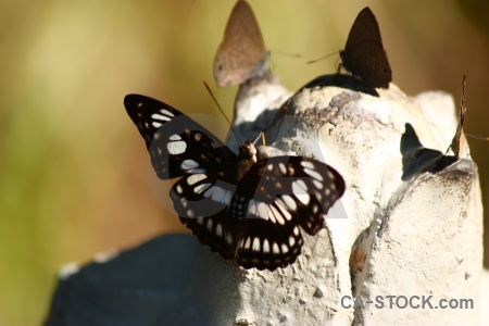 Rock butterfly trek stone moth.