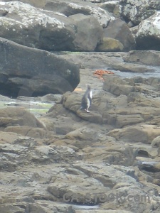 Rock curio bay penguin south island new zealand.