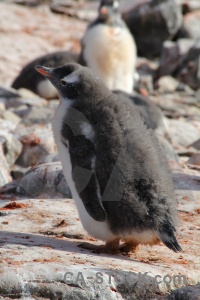 Rock feces animal antarctic peninsula south pole.