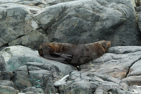 Rock horseshoe island antarctic peninsula seal animal.