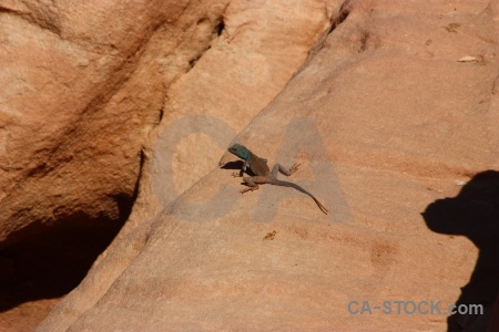 Rock lizard middle east jordan reptile.