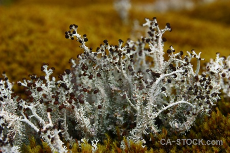 Rock new zealand lichen south island moss.