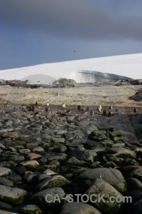 Rock petermann island penguin chick ice.