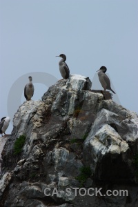 Rock sky south island animal bird.