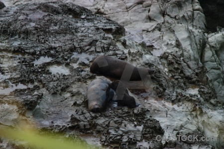 Rock south island animal seal new zealand.