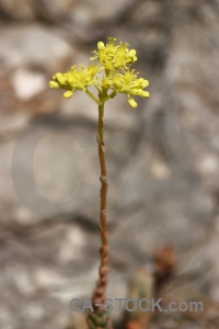 Rock yellow spain javea flower.