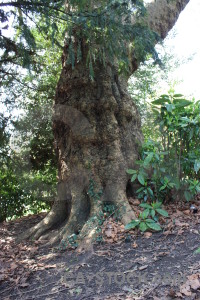 Root green single tree.