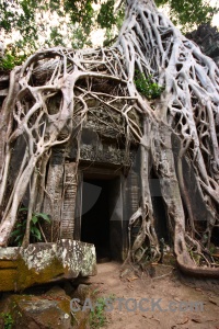 Root siem reap buddhist tomb raider temple.
