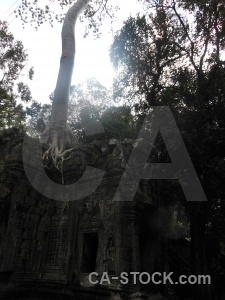 Root tomb raider buddhist tree block.