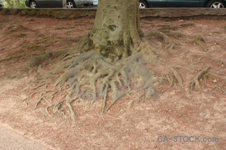 Root tree.