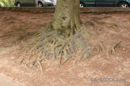 Root tree brown.