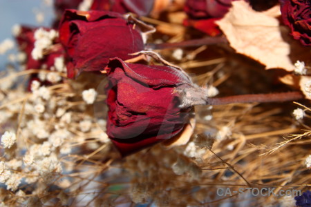 Rose dried plant flower red.