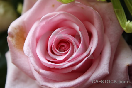 Rose flower plant red pink.