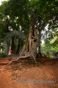 Ruin banyan tree angkor thom single block.
