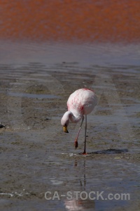 Salt lake altitude animal bolivia flamingo.