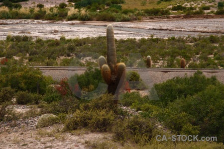 Salta tour cactus grass quebrada del toro south america.