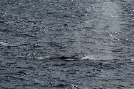Sea animal day 4 antarctica cruise whale.