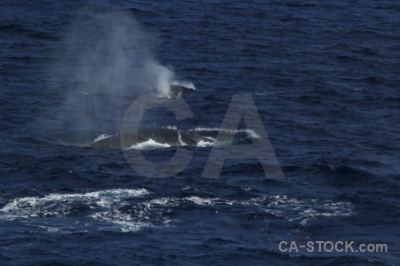 Sea antarctica cruise animal drake passage day 4.
