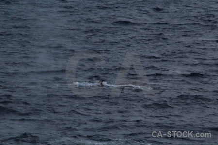 Sea antarctica cruise day 4 animal whale.