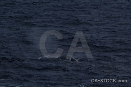 Sea antarctica cruise day 4 drake passage animal.