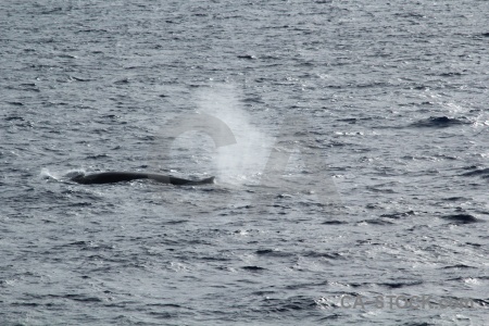 Sea drake passage antarctica cruise day 4 whale.