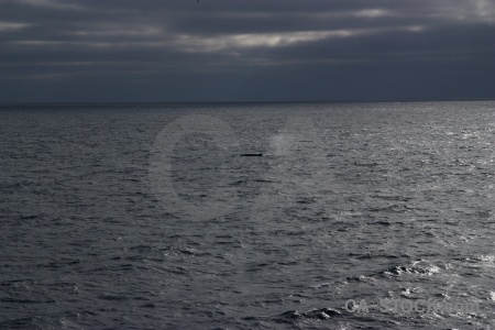 Sea drake passage day 4 animal whale.