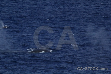 Sea drake passage day 4 whale antarctica cruise.