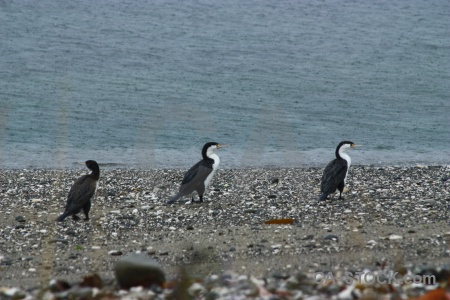 Sea new zealand bird stone water.