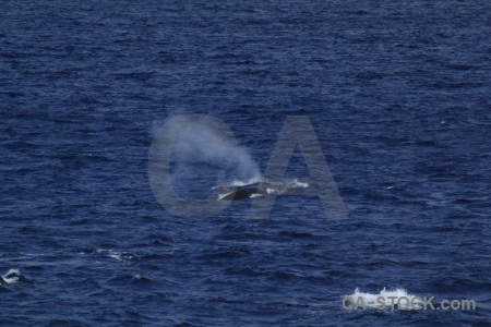 Sea spray animal whale antarctica cruise.