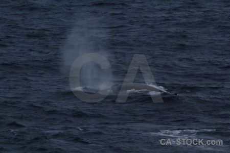 Sea whale antarctica cruise drake passage water.