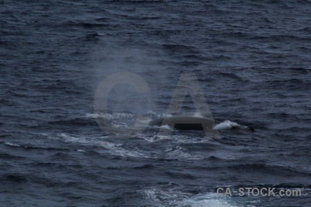 Sea whale day 4 drake passage animal.