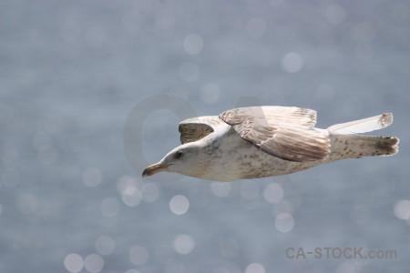 Seagull animal flying bird.