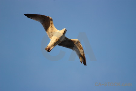 Seagull animal flying sky bird.