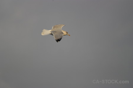 Seagull flying animal sky bird.