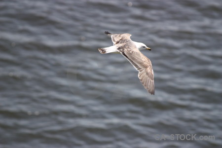 Seagull gray animal bird flying.