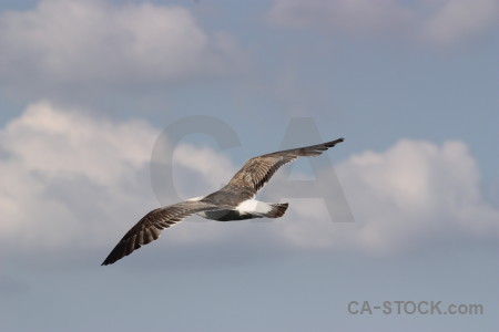 Seagull sky animal bird flying.