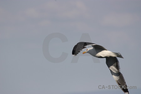 Seagull sky flying bird animal.