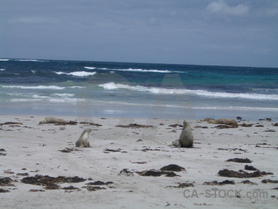 Seal animal blue.