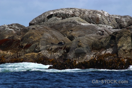 Seal animal new zealand fiordland sound.